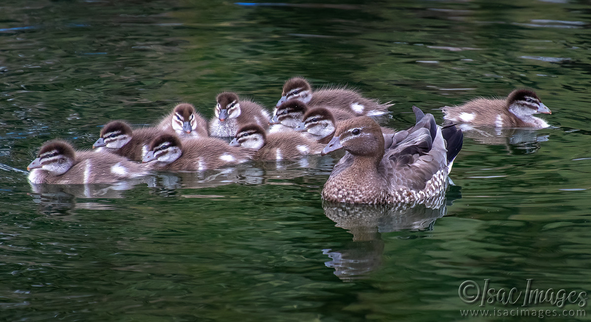 Click image for larger version

Name:	3822-Wood-Duck-Family.jpg
Views:	15
Size:	311.5 KB
ID:	517800