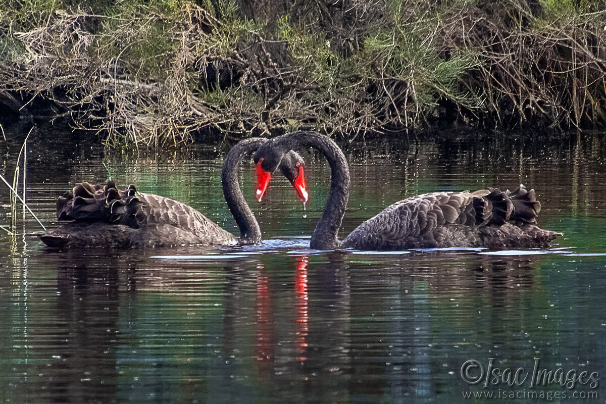 Click image for larger version

Name:	3619-Swans.jpg
Views:	40
Size:	318.8 KB
ID:	517808