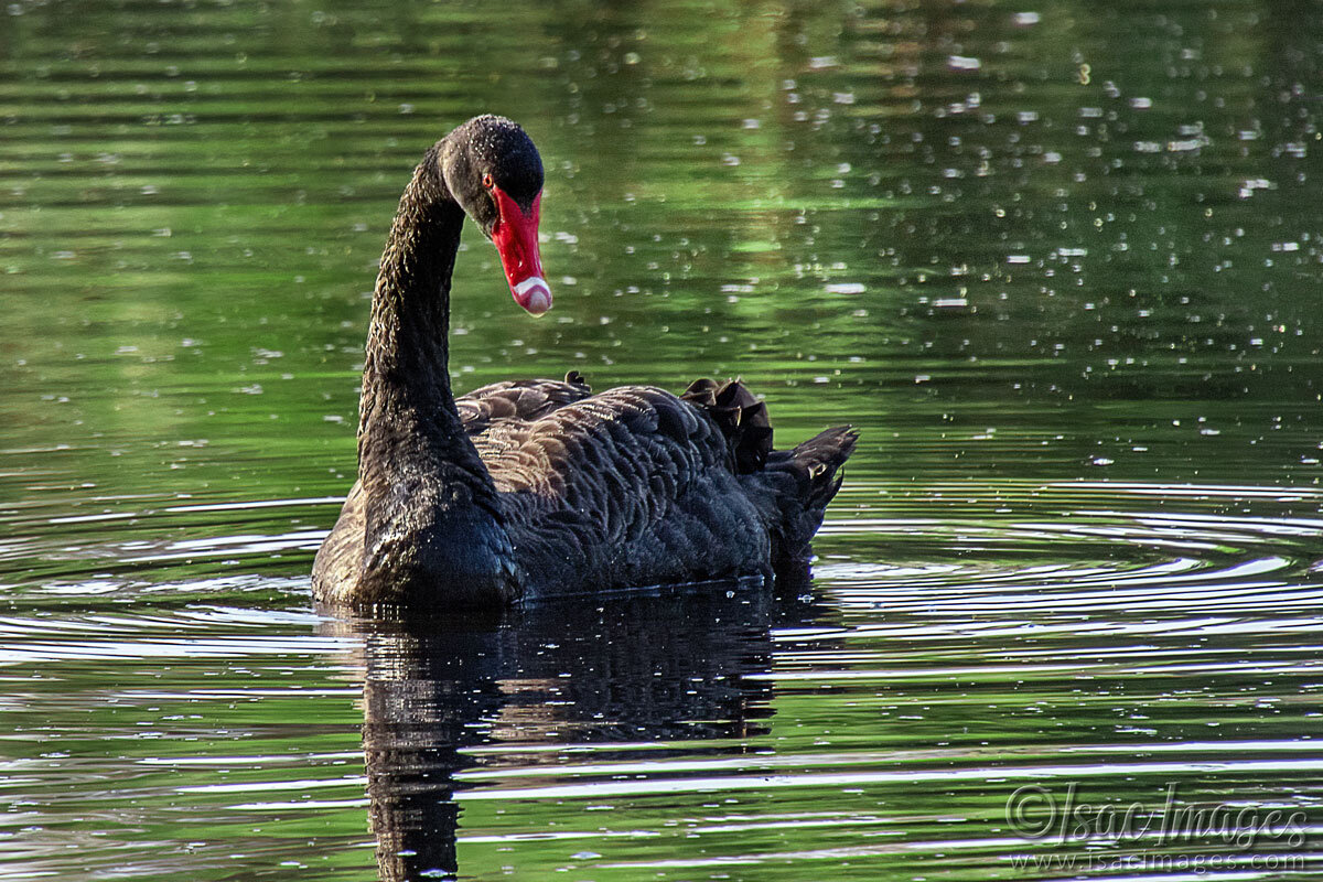 Click image for larger version

Name:	3589-Swan.jpg
Views:	12
Size:	310.1 KB
ID:	517809