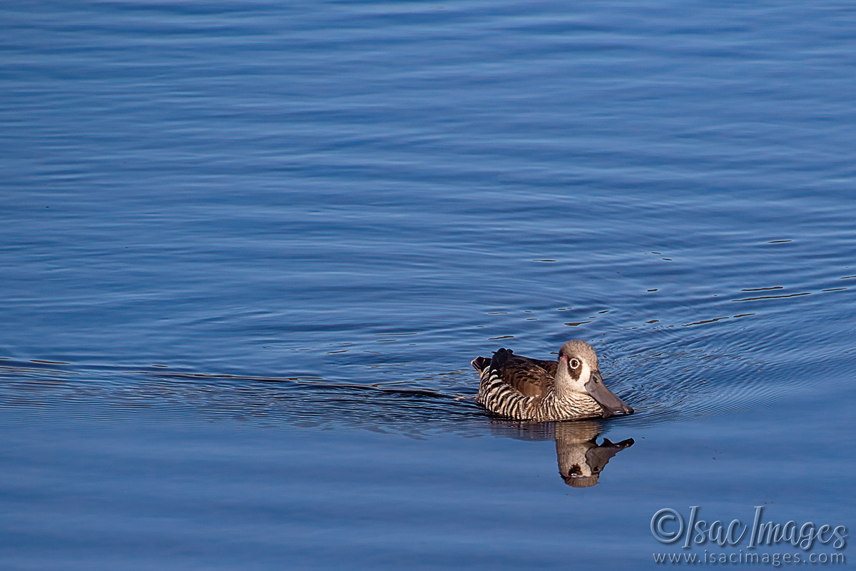 Click image for larger version

Name:	3488-Pink-Eared-Duck.jpg
Views:	43
Size:	295.8 KB
ID:	517811
