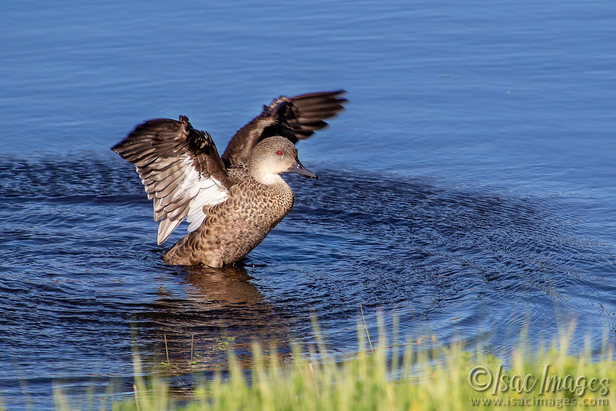 Click image for larger version

Name:	3492-Grey-Teal-Duck.jpg
Views:	17
Size:	312.9 KB
ID:	517812