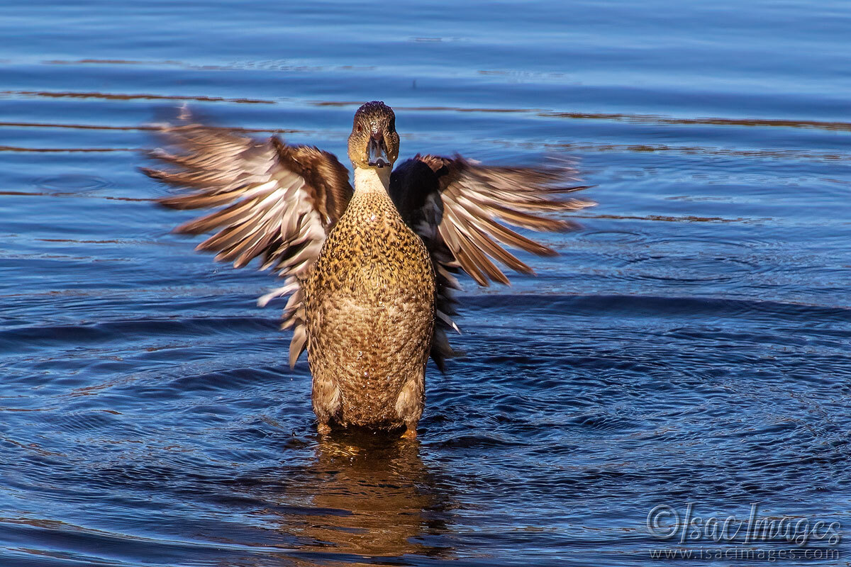 Click image for larger version

Name:	3497-Grey-Teal-Duck.jpg
Views:	17
Size:	310.1 KB
ID:	517814
