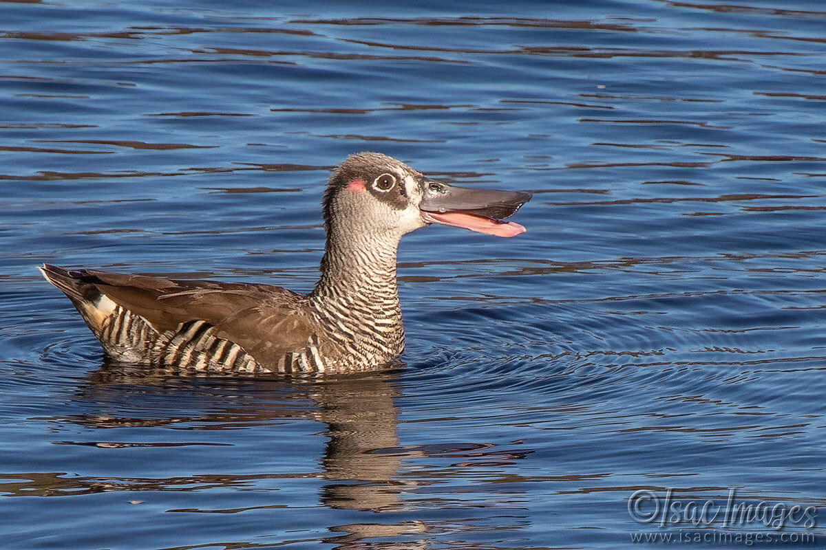 Click image for larger version

Name:	3508-Pink-Eared-Duck.jpg
Views:	16
Size:	308.4 KB
ID:	517815