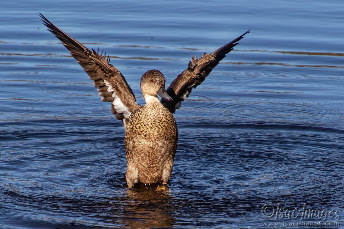 Click image for larger version

Name:	3498-Grey-Teal-Duck.jpg
Views:	17
Size:	306.3 KB
ID:	517816