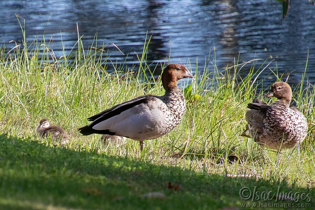 Click image for larger version

Name:	3671-Wood-Duck-Family.jpg
Views:	41
Size:	290.2 KB
ID:	517818