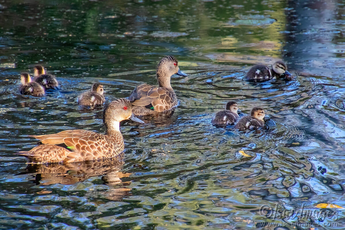 Click image for larger version

Name:	3597-Grey-Teal-Family.jpg
Views:	10
Size:	317.2 KB
ID:	517819