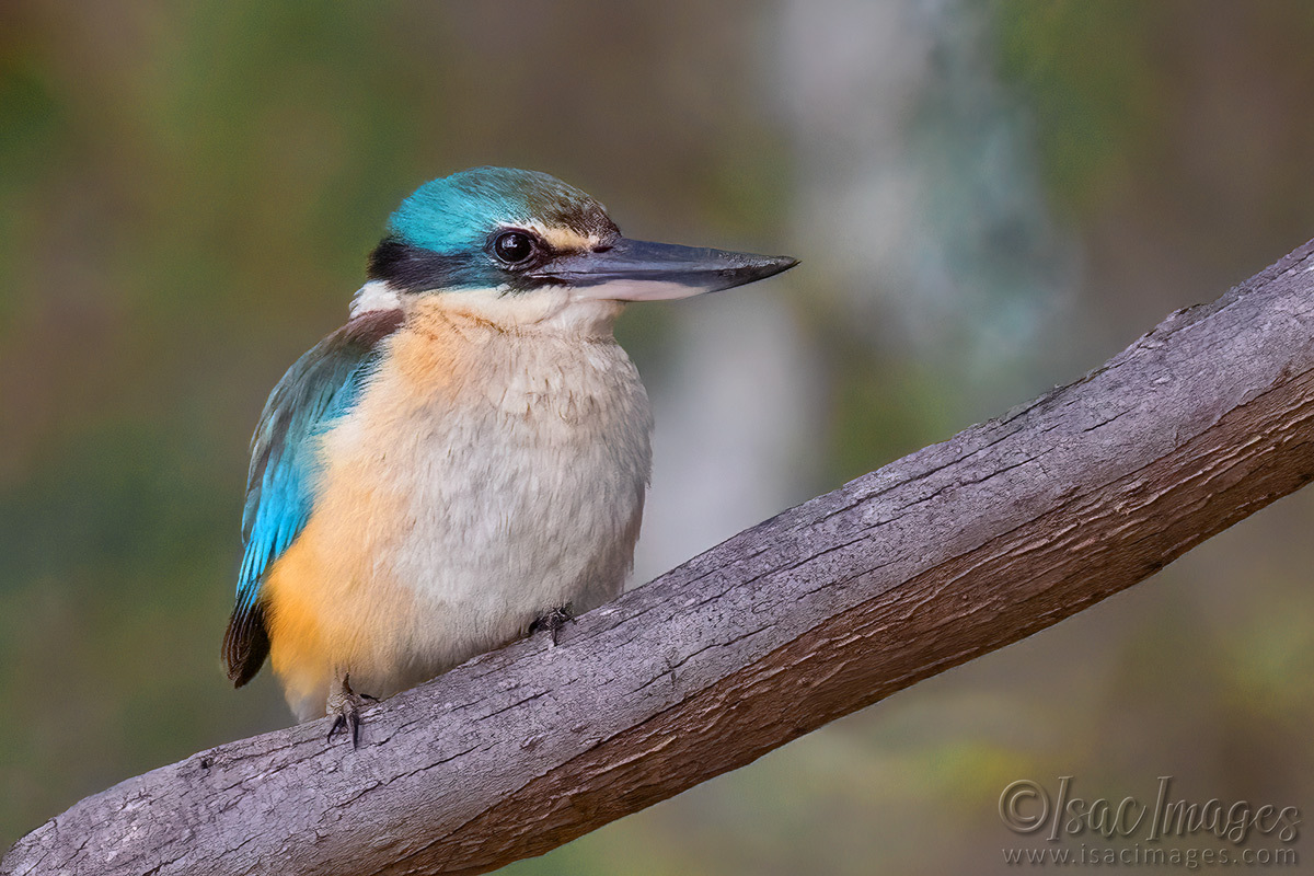 Click image for larger version

Name:	3652-Sacred-Kingfisher.jpg
Views:	48
Size:	307.3 KB
ID:	517821