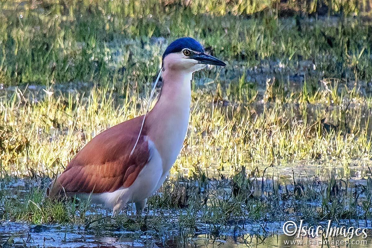 Click image for larger version

Name:	3449-Rufous-Nankeen-Night-Heron.jpg
Views:	19
Size:	287.4 KB
ID:	517822