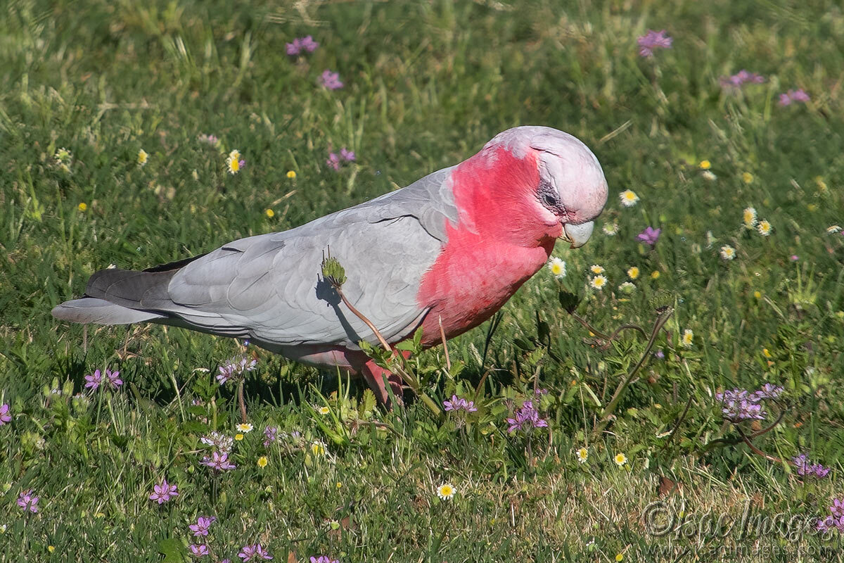 Click image for larger version

Name:	3569-Pink-and-Grey-Galah.jpg
Views:	19
Size:	309.7 KB
ID:	517823