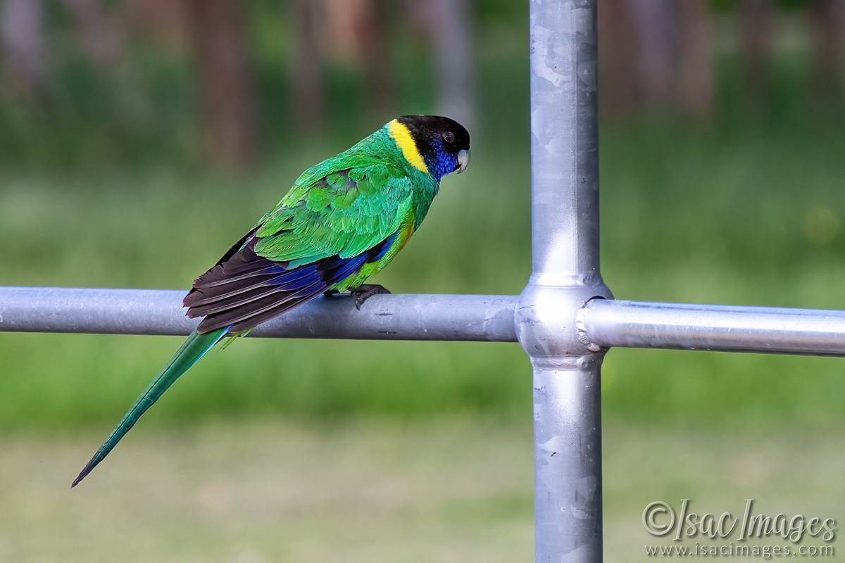 Click image for larger version

Name:	3613-Twenty-Eight-Parrot.jpg
Views:	18
Size:	304.7 KB
ID:	517824