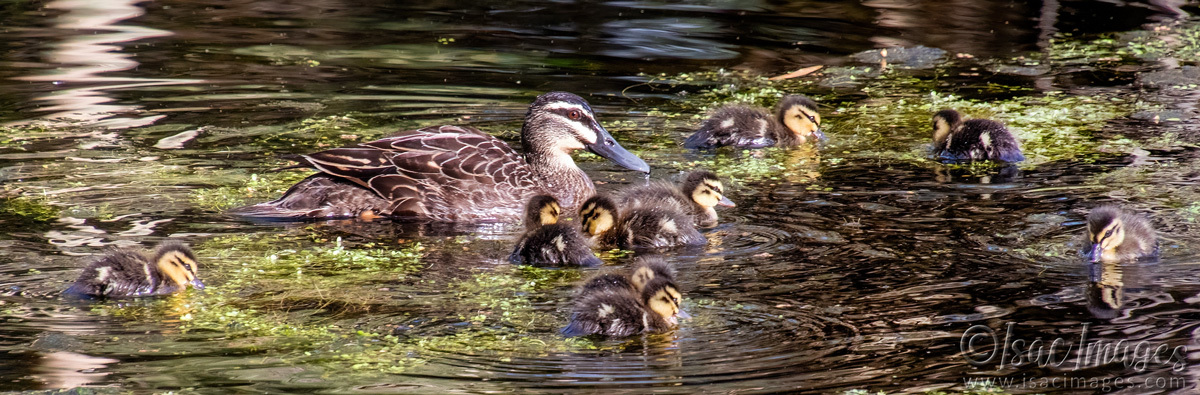 Click image for larger version

Name:	3856-Pacifics-Family.jpg
Views:	12
Size:	304.9 KB
ID:	518060