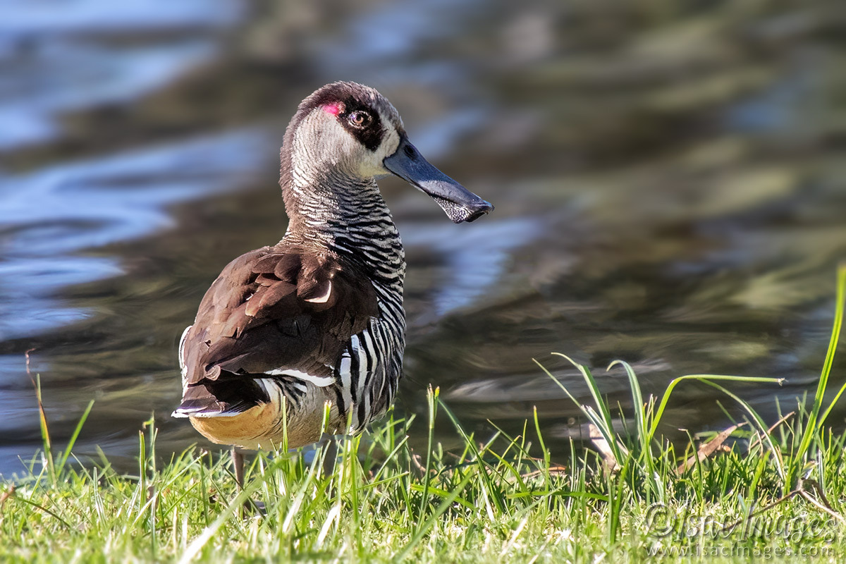Click image for larger version

Name:	3844-Pink-Eared-Duck.jpg
Views:	9
Size:	300.4 KB
ID:	518062