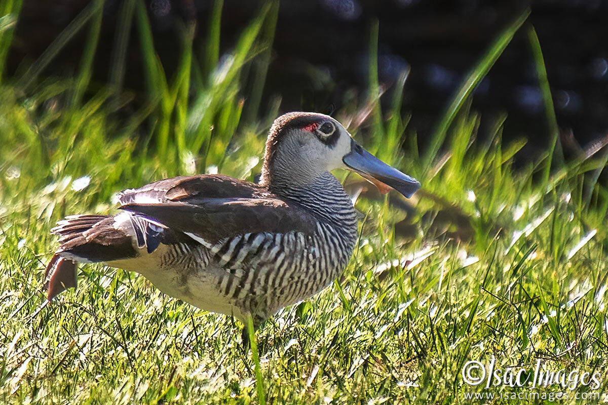 Click image for larger version

Name:	3838-Pink-Eared-Duck.jpg
Views:	10
Size:	313.6 KB
ID:	518064