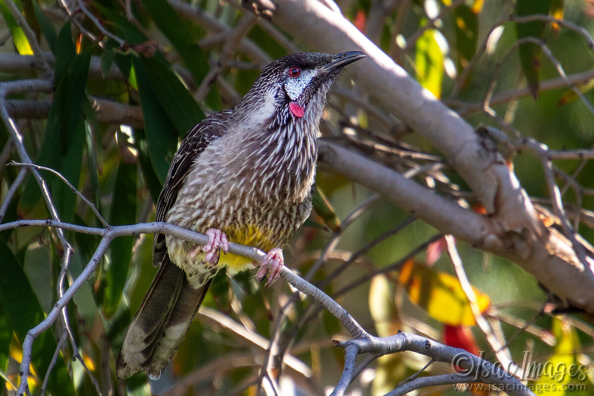 Click image for larger version

Name:	3981-Red-Wattle-Bird.jpg
Views:	12
Size:	295.8 KB
ID:	518068