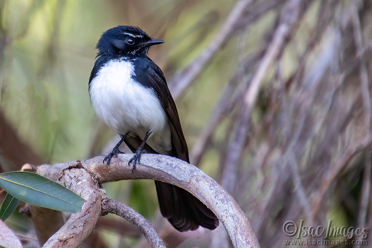 Click image for larger version

Name:	3796-Willie-Wagtail.jpg
Views:	13
Size:	307.7 KB
ID:	518069