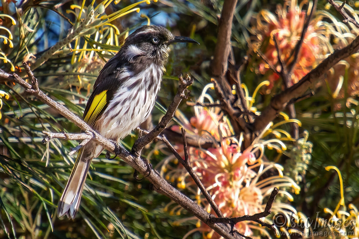 Click image for larger version

Name:	3977-New-Holland-Honeyeater.jpg
Views:	13
Size:	310.5 KB
ID:	518070
