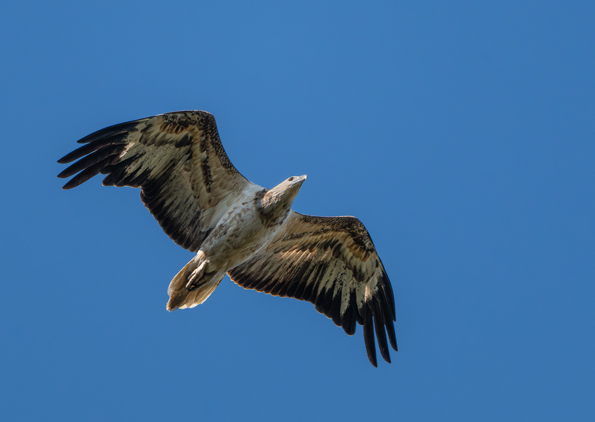 Click image for larger version

Name:	20251003_Eagleby_0094.jpg
Views:	39
Size:	186.7 KB
ID:	518091