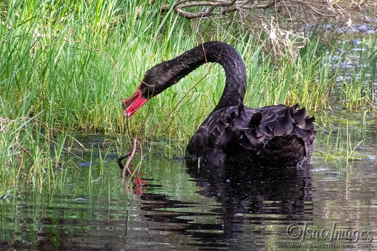 Click image for larger version

Name:	4151-Black-Swan.jpg
Views:	20
Size:	291.3 KB
ID:	518129