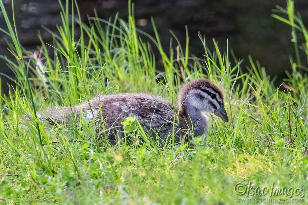 Click image for larger version

Name:	4158-Wood-Duck-Juvenile.jpg
Views:	22
Size:	312.2 KB
ID:	518228