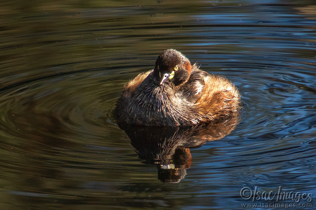 Click image for larger version

Name:	4204-Australasian-Grebe.jpg
Views:	17
Size:	316.8 KB
ID:	518229