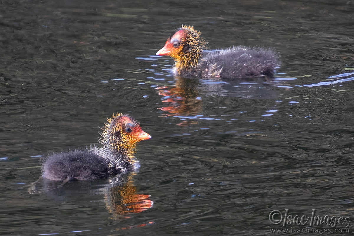 Click image for larger version

Name:	4231-Baby-Eurasian-Cootes.jpg
Views:	17
Size:	307.7 KB
ID:	518230