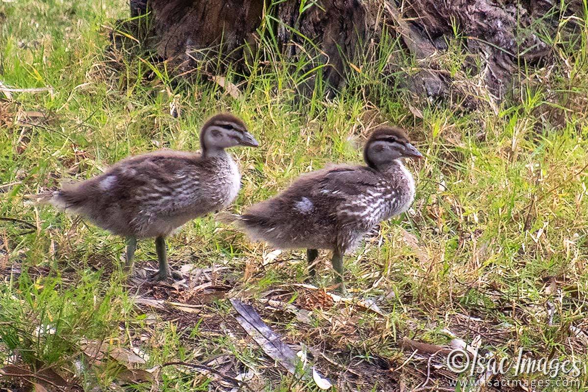 Click image for larger version

Name:	4308-Pacific-Black-Ducks-Juveniles.jpg
Views:	16
Size:	302.9 KB
ID:	518231