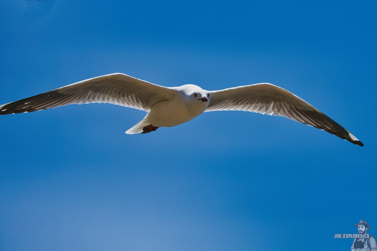 Click image for larger version

Name:	silvergull.jpg
Views:	32
Size:	67.8 KB
ID:	518279