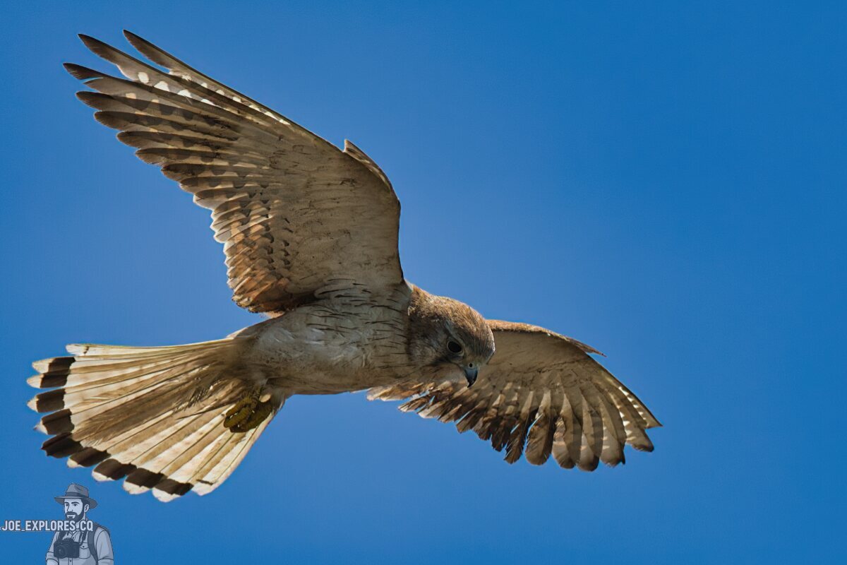 Click image for larger version

Name:	nankeen kestrel3.jpg
Views:	31
Size:	103.6 KB
ID:	518280