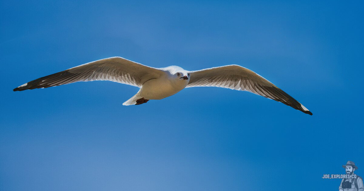 Click image for larger version

Name:	Joe-Gull.jpg
Views:	19
Size:	256.1 KB
ID:	518288