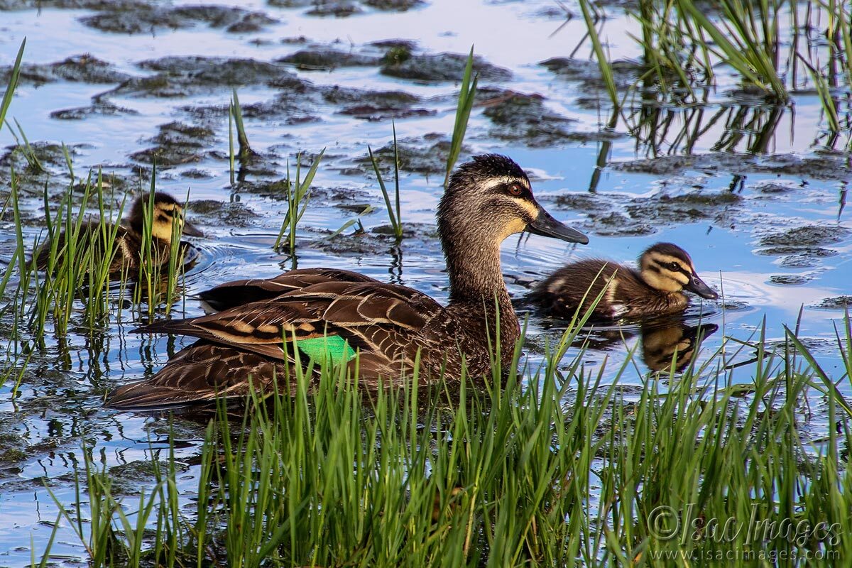 Click image for larger version

Name:	4376-Pacific-Black-Ducks.jpg
Views:	19
Size:	291.4 KB
ID:	518293
