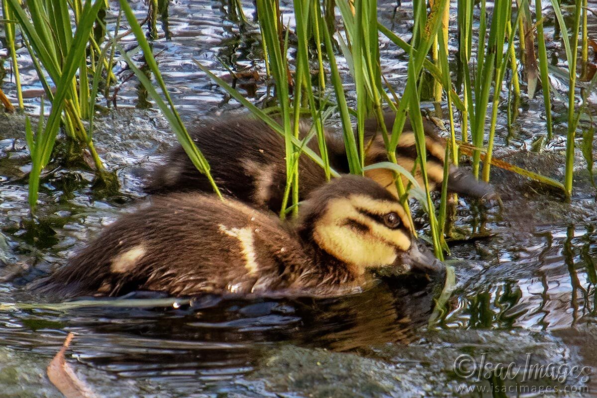 Click image for larger version

Name:	4353-Pacific-Black-Ducks.jpg
Views:	12
Size:	275.6 KB
ID:	518294