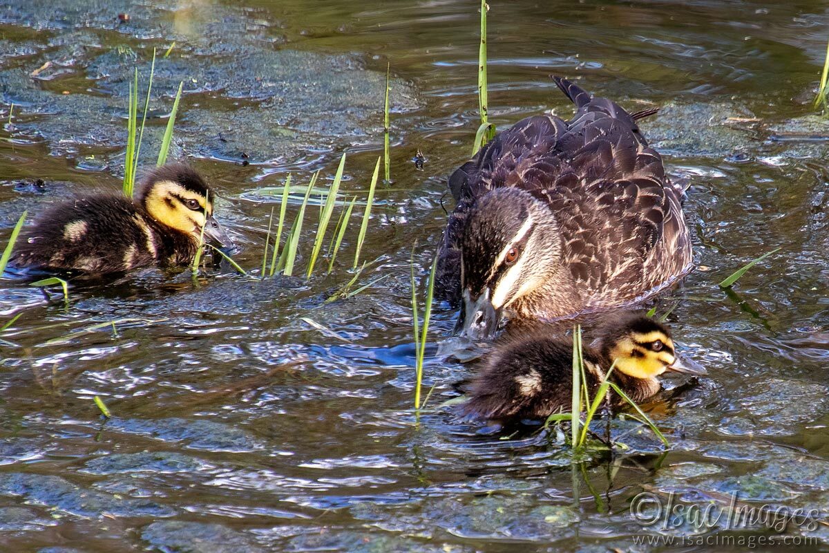 Click image for larger version

Name:	4362-Pacific-Black-Ducks.jpg
Views:	13
Size:	292.3 KB
ID:	518295
