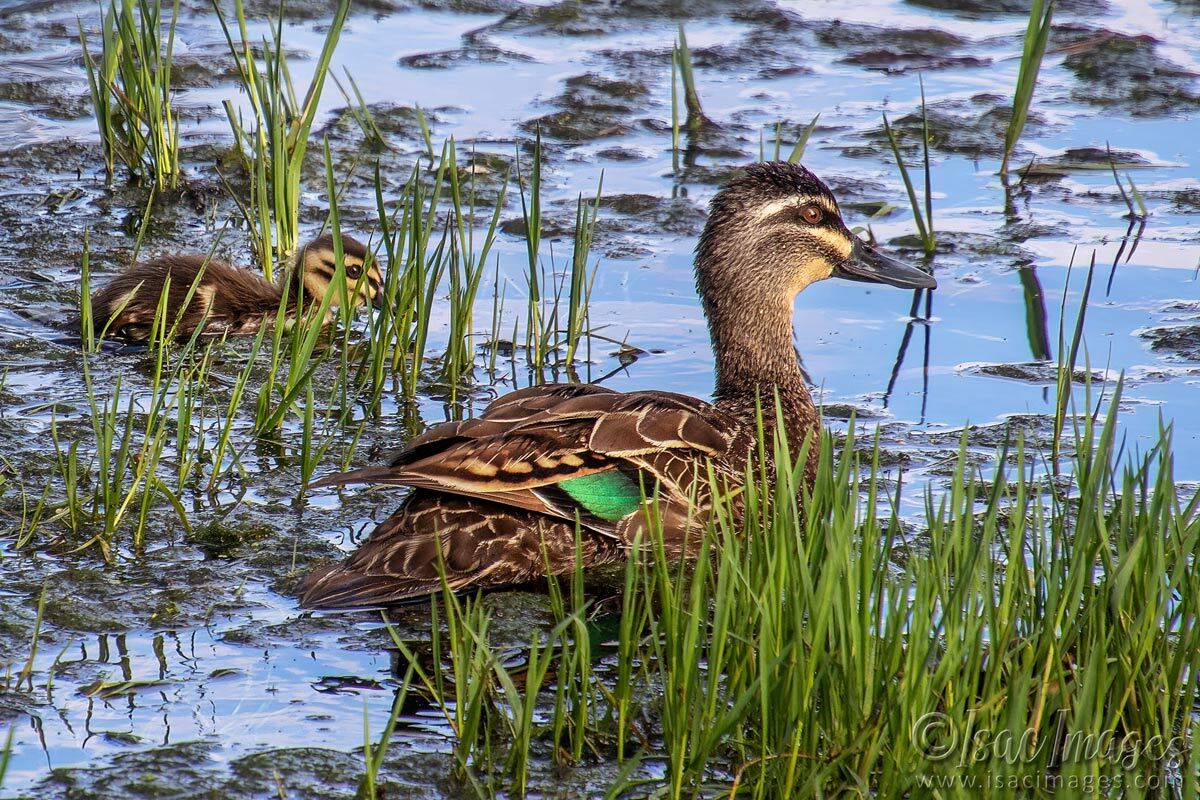 Click image for larger version

Name:	4375-Pacific-Black-Ducks.jpg
Views:	12
Size:	292.2 KB
ID:	518296