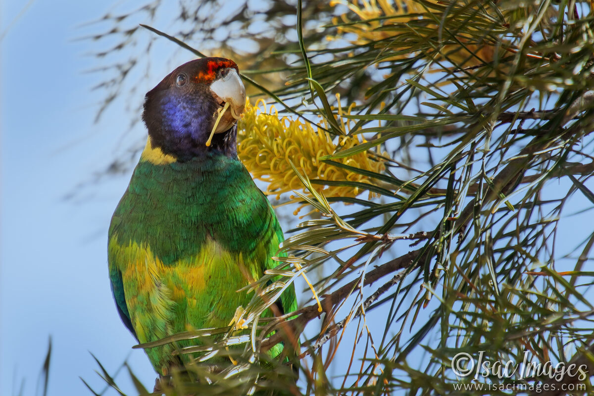 Click image for larger version

Name:	4445-Twenty-Eight-Parrot.jpg
Views:	26
Size:	313.5 KB
ID:	518312