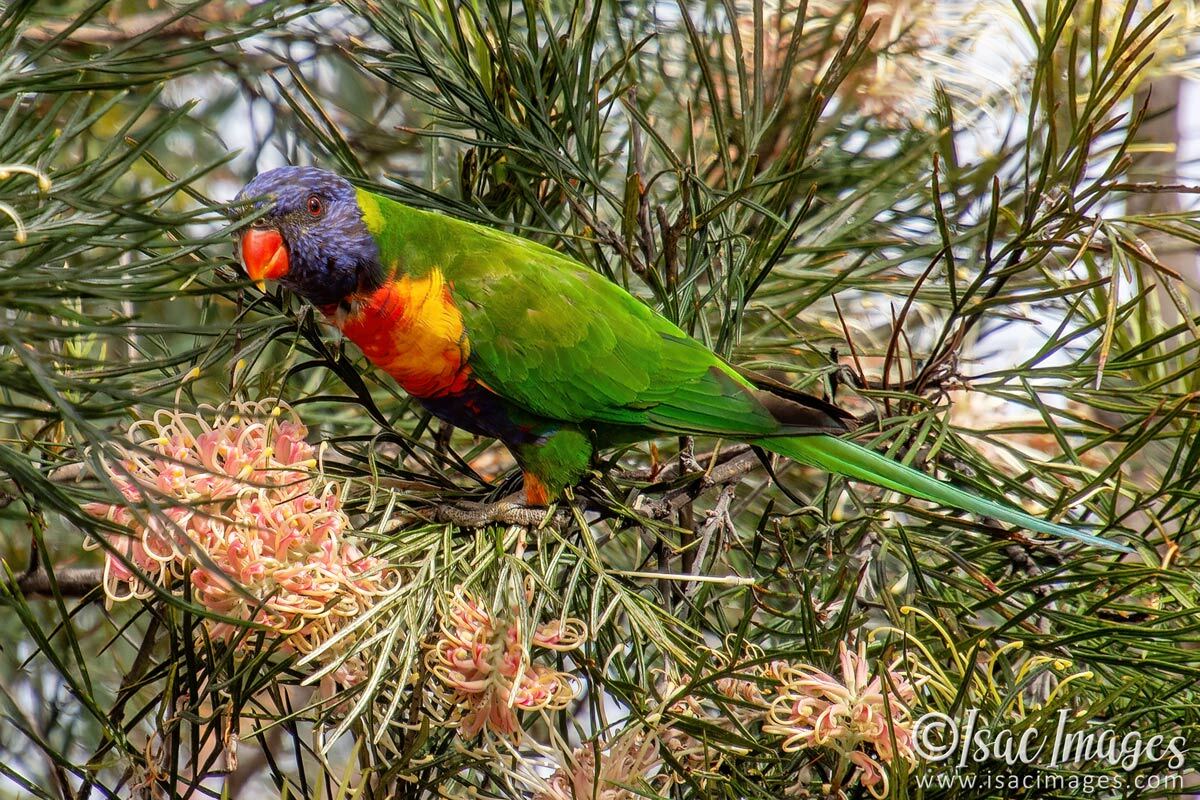 Click image for larger version

Name:	4464-Rainbow-Lorikeet.jpg
Views:	22
Size:	293.4 KB
ID:	518313