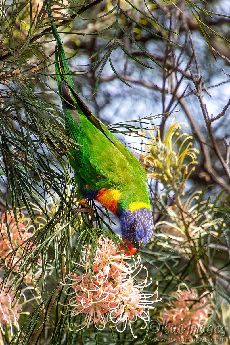 Click image for larger version

Name:	4467-Rainbow-Lorikeet.jpg
Views:	20
Size:	291.0 KB
ID:	518314