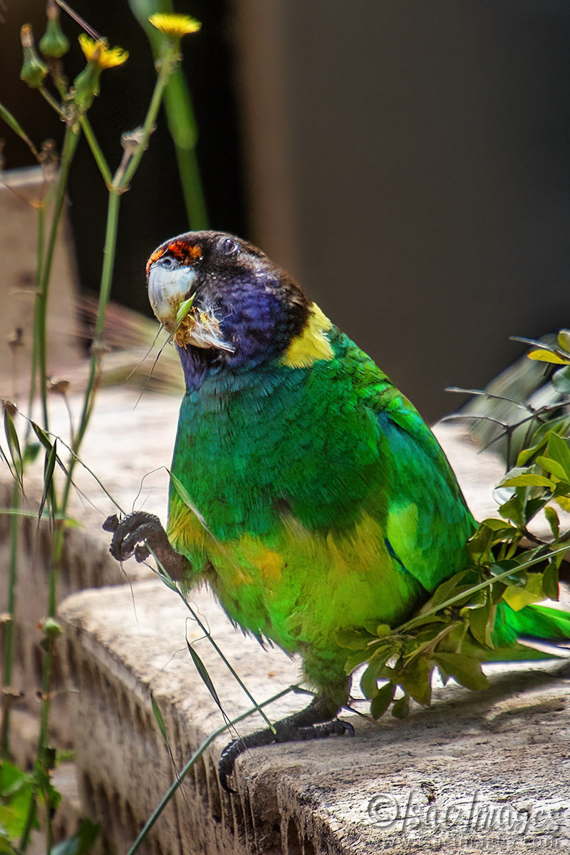 Click image for larger version

Name:	4428-Twenty-Eight-Parrot.jpg
Views:	21
Size:	312.1 KB
ID:	518315
