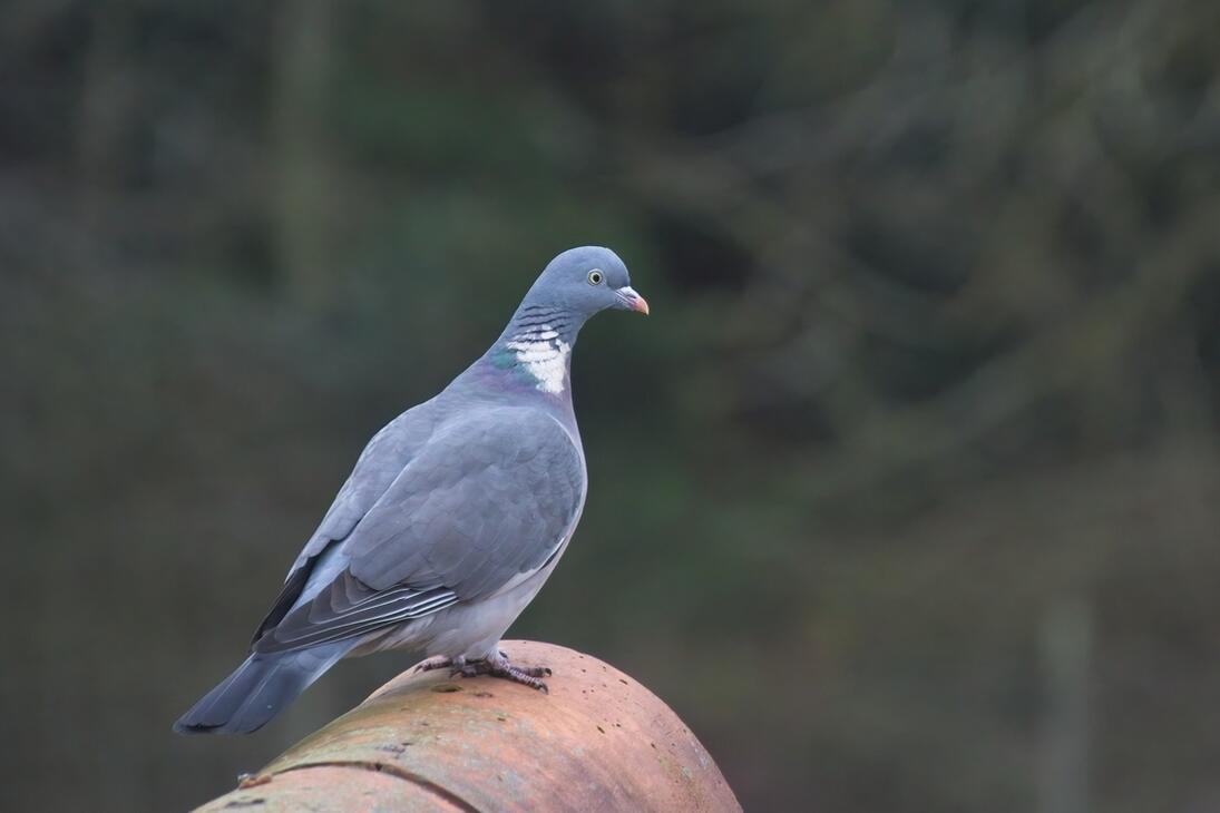 Click image for larger version

Name:	Wood Pigeon.jpg
Views:	33
Size:	48.3 KB
ID:	519841