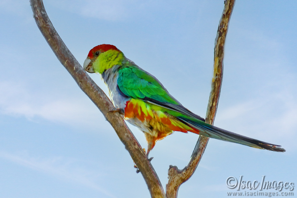 Click image for larger version

Name:	6757-Red-Capped-Parrot.jpg
Views:	6
Size:	290.1 KB
ID:	519959