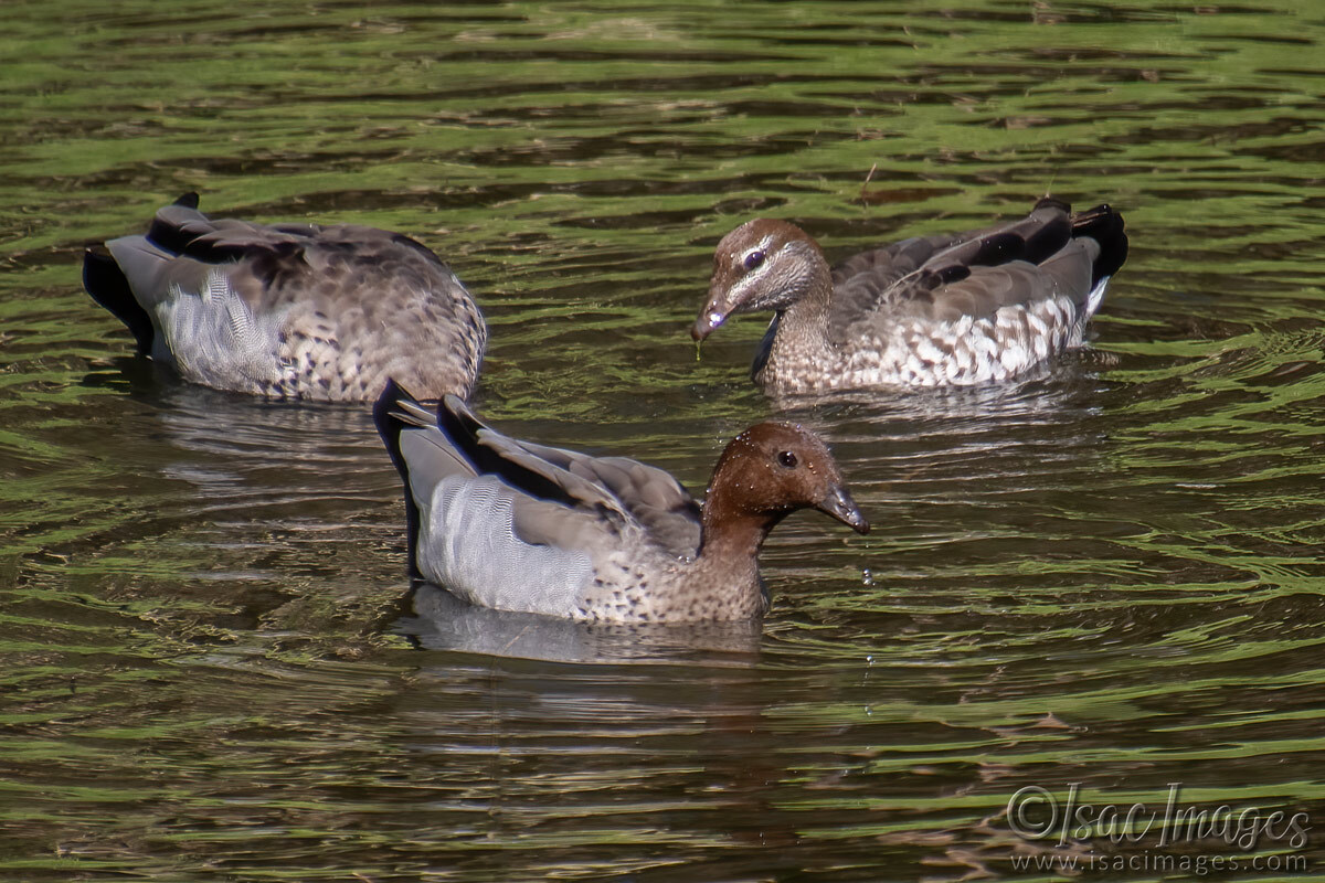 Click image for larger version

Name:	6458-Wood-Ducks.jpg
Views:	4
Size:	295.6 KB
ID:	519960