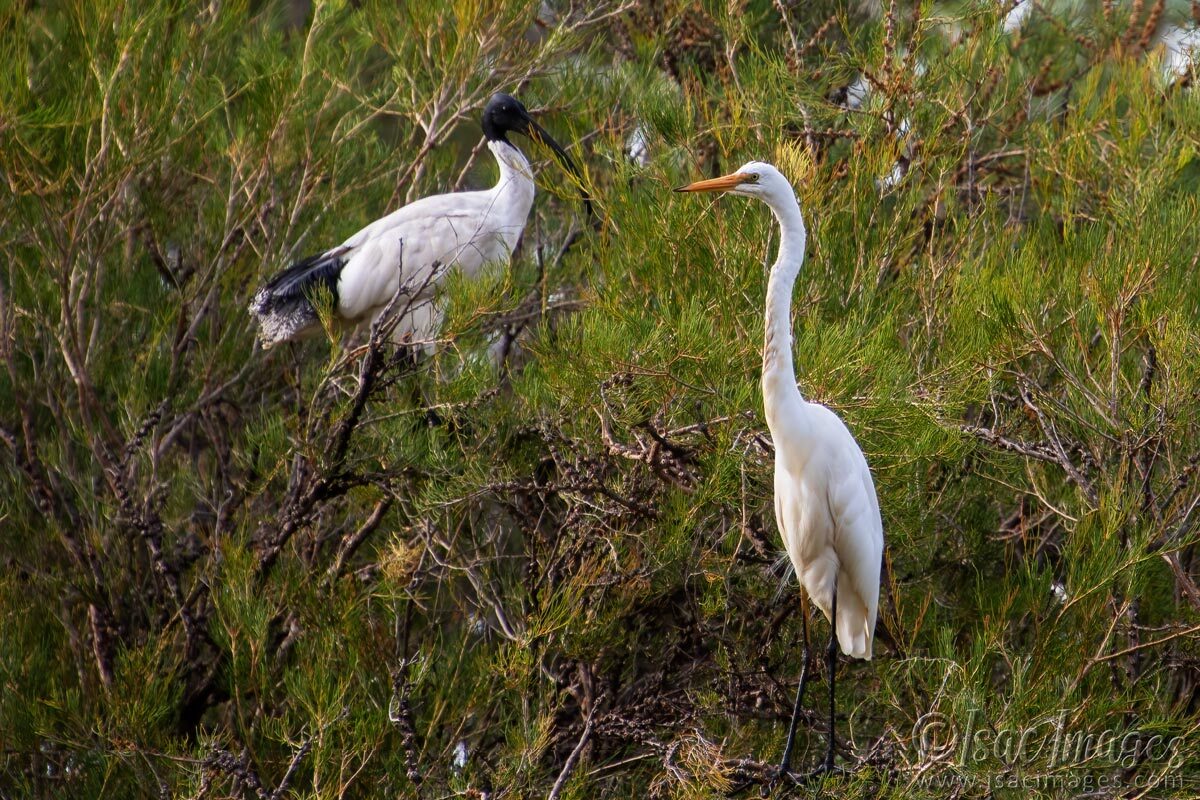 Click image for larger version

Name:	6600-Egret-Ibis.jpg
Views:	23
Size:	290.3 KB
ID:	519971