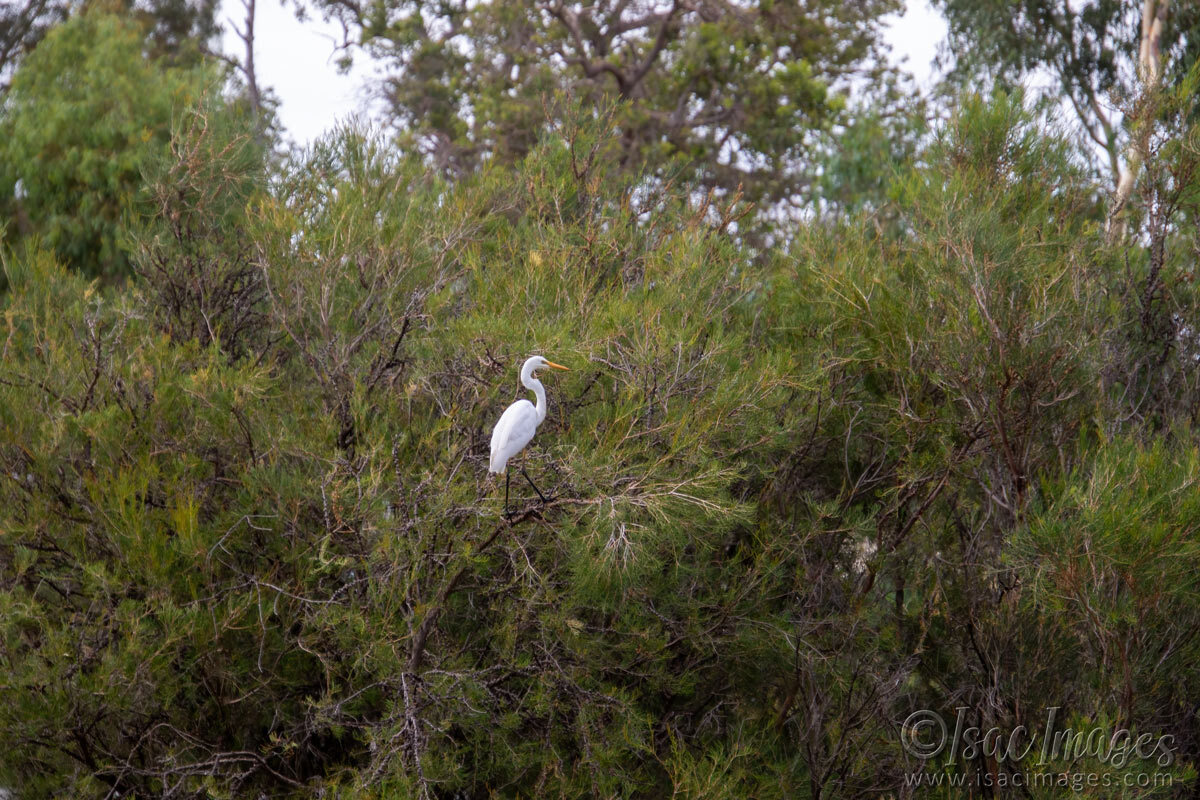 Click image for larger version

Name:	6570-Egret-128mm.jpg
Views:	21
Size:	306.7 KB
ID:	519972