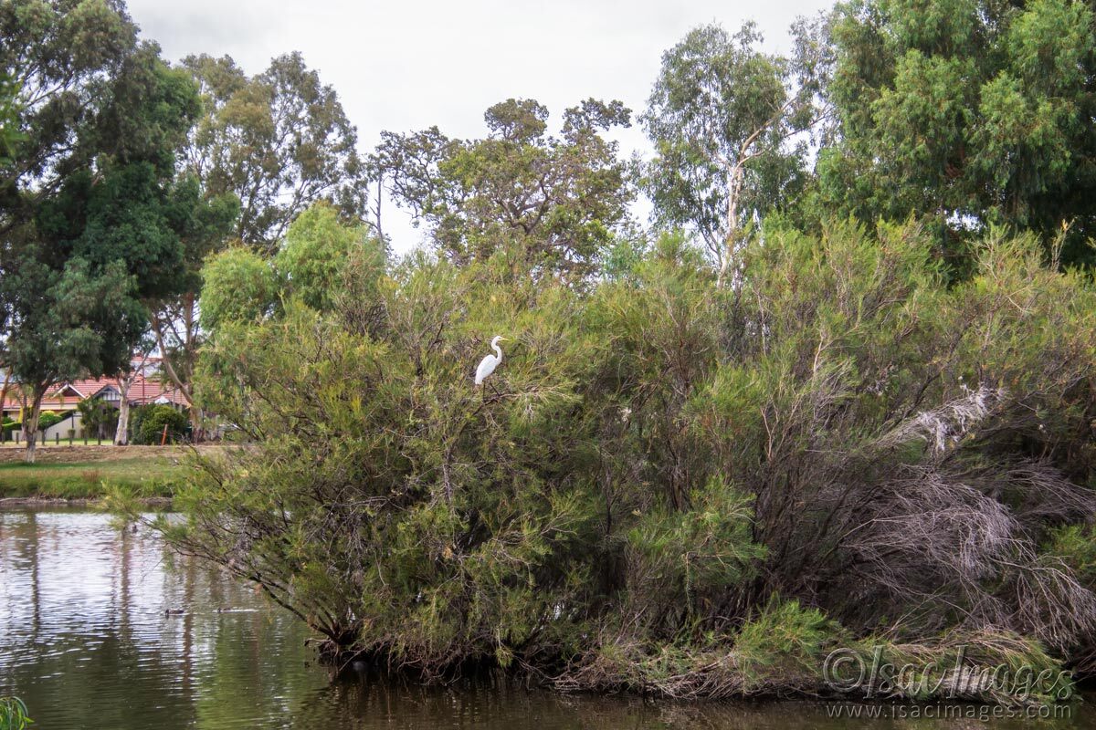 Click image for larger version

Name:	6571-Egret-56mm.jpg
Views:	21
Size:	280.2 KB
ID:	519973