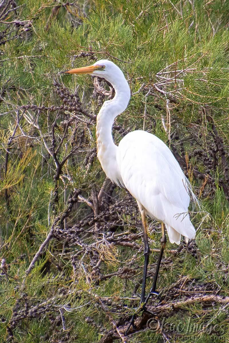 Click image for larger version

Name:	6582-Egret-400mm-Cropped.jpg
Views:	20
Size:	287.3 KB
ID:	519974