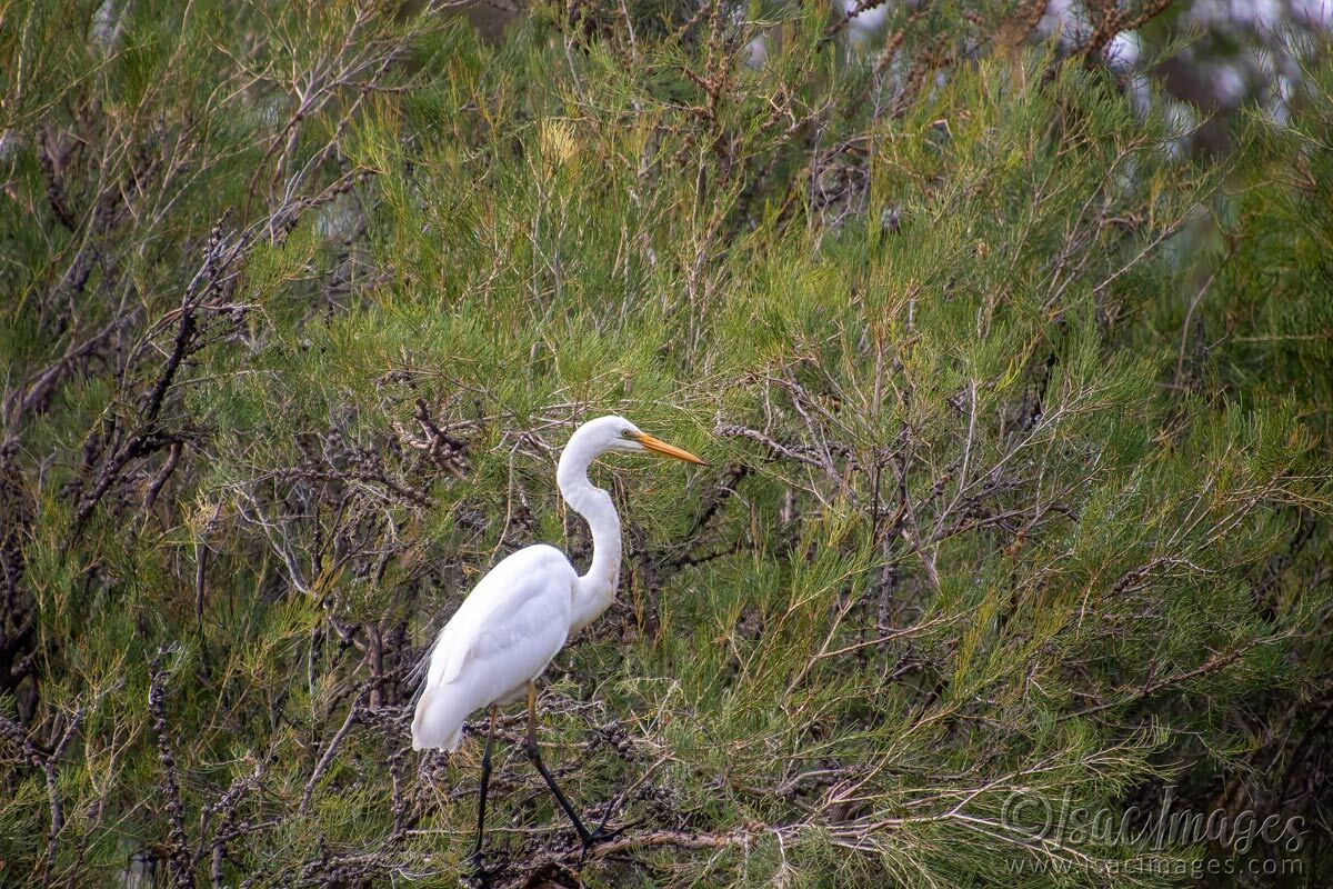 Click image for larger version

Name:	6574-Egret-400mm.jpg
Views:	21
Size:	293.2 KB
ID:	519976