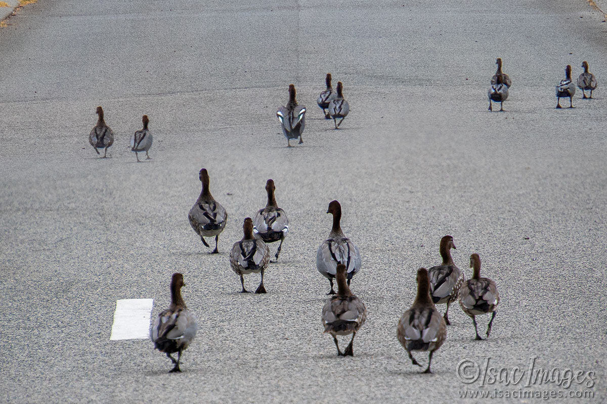 Click image for larger version

Name:	6718-Wood-Ducks-Street-Walking.jpg
Views:	15
Size:	302.4 KB
ID:	519986