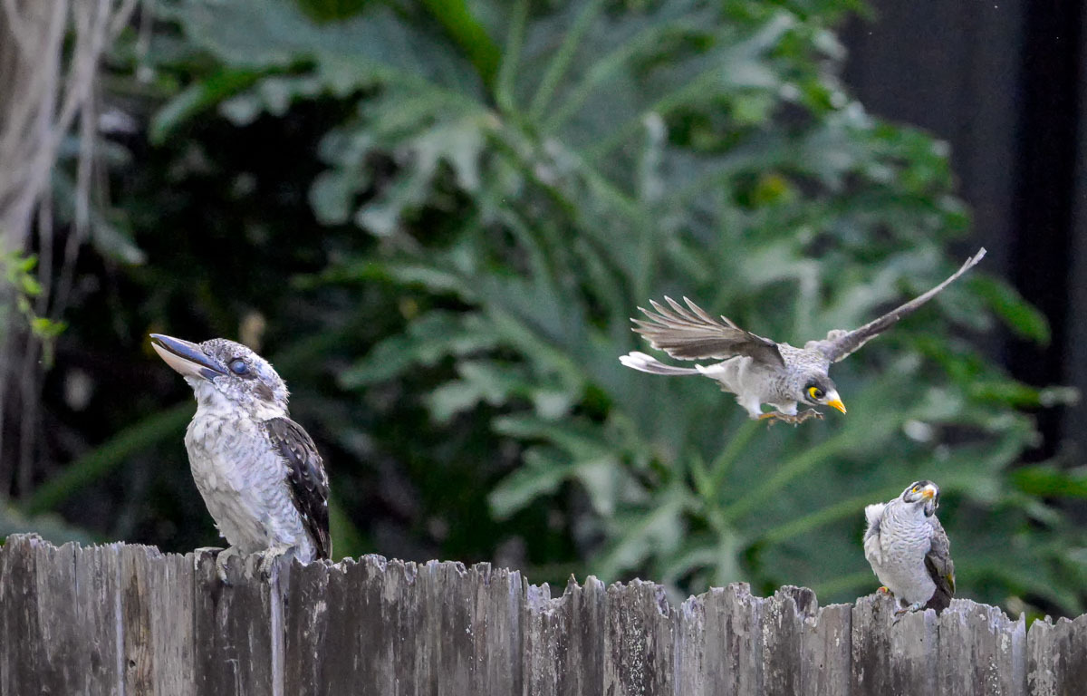 Click image for larger version

Name:	20260207_Kookaburra_0027-Edit.jpg
Views:	23
Size:	239.5 KB
ID:	520206