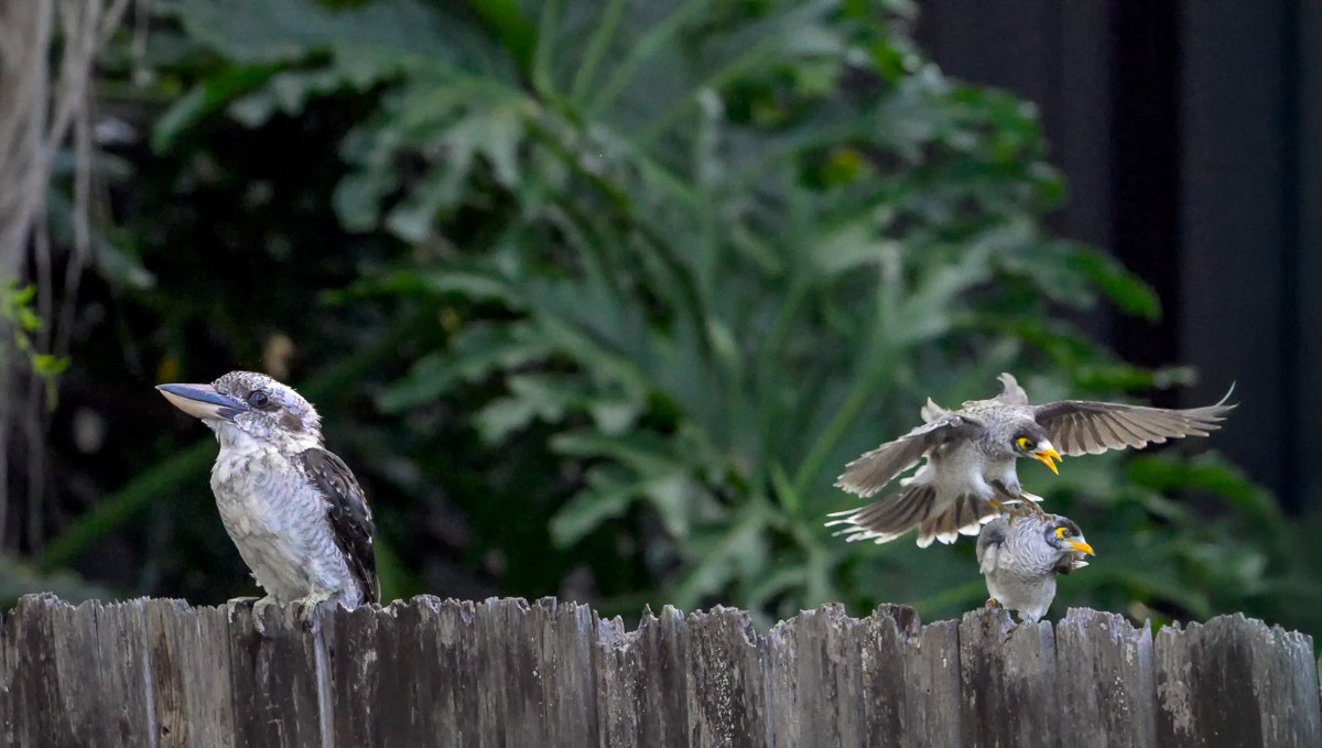 Click image for larger version

Name:	20260207_Kookaburra_0028-Edit.jpg
Views:	18
Size:	226.2 KB
ID:	520207