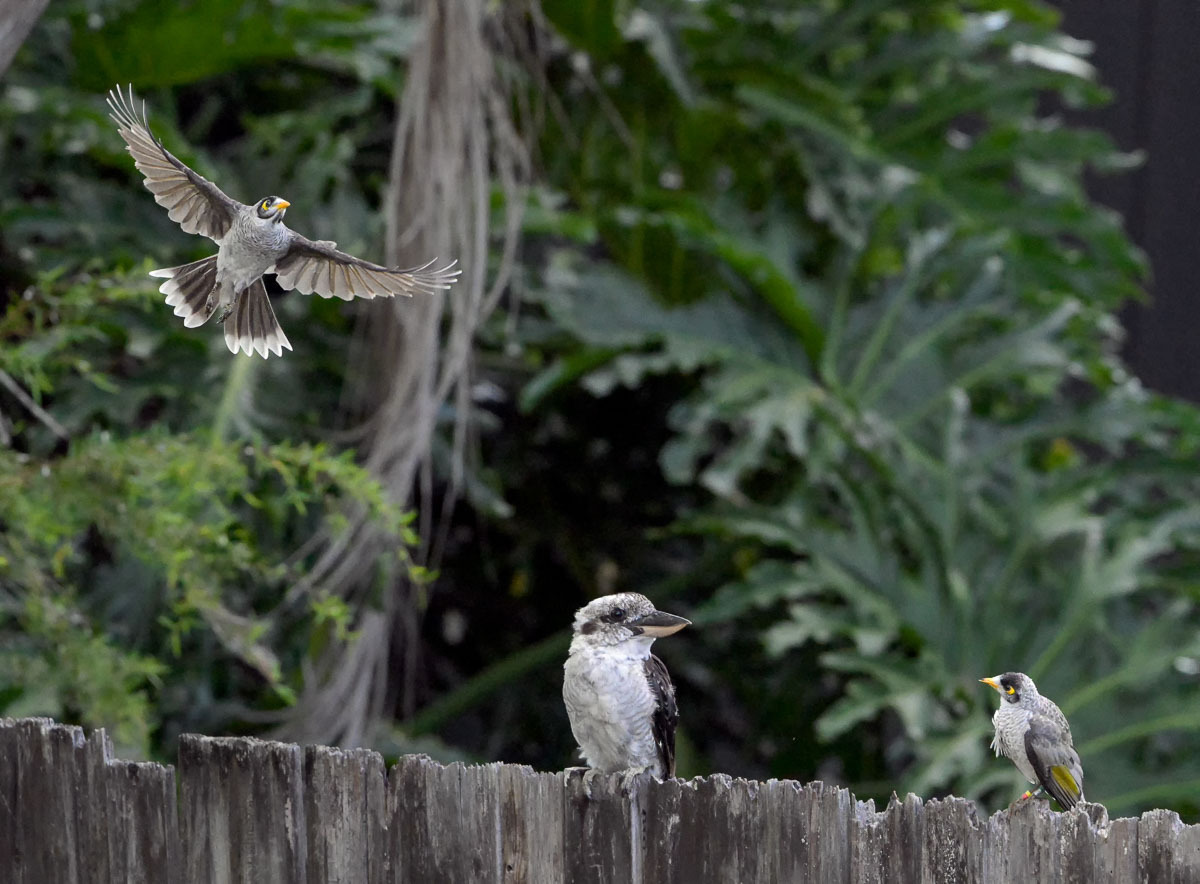Click image for larger version

Name:	20260207_Kookaburra_0017-Edit.jpg
Views:	18
Size:	244.6 KB
ID:	520208
