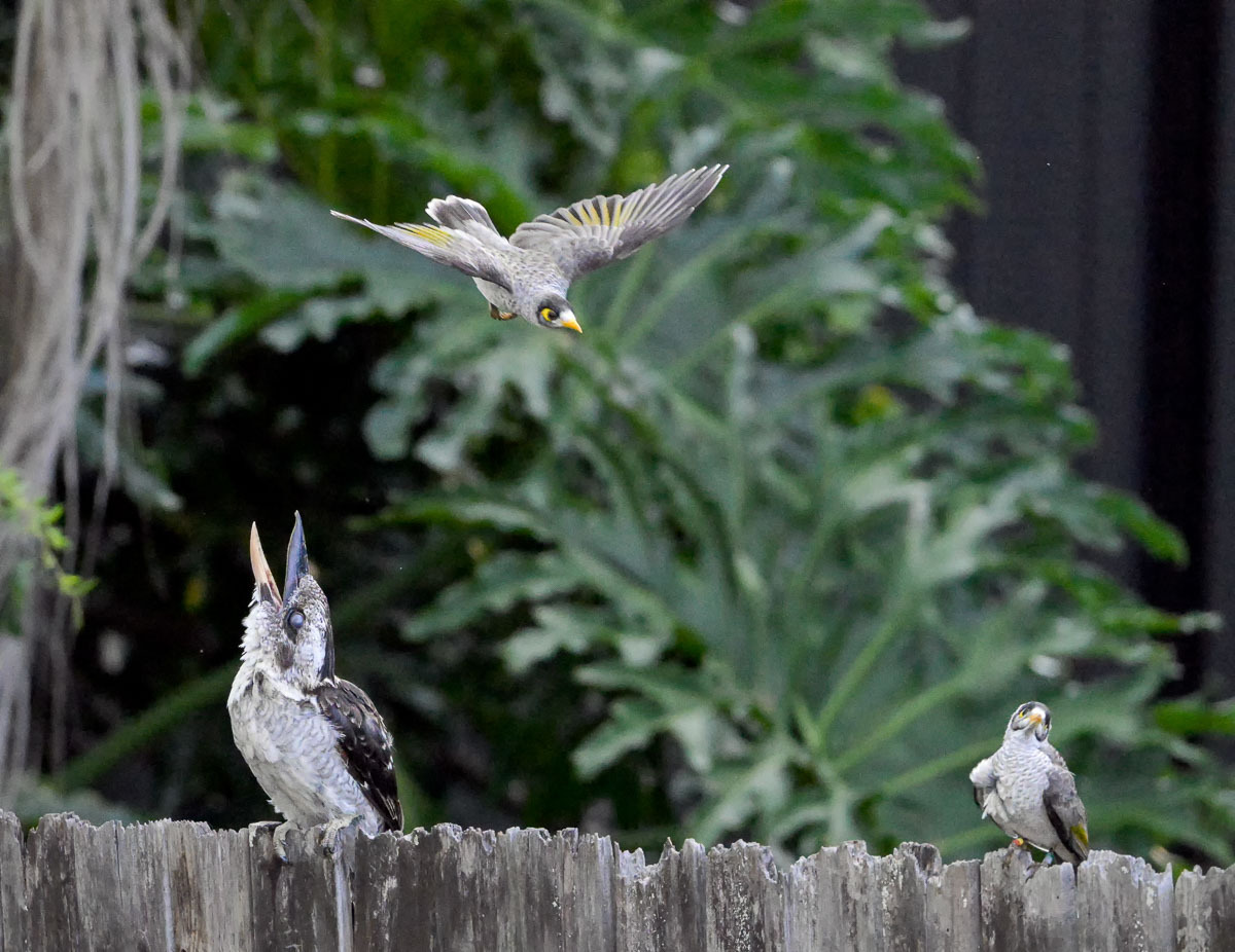 Click image for larger version

Name:	20260207_Kookaburra_0024-Edit.jpg
Views:	18
Size:	274.4 KB
ID:	520209